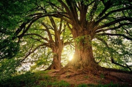 राम वनगमन मार्ग को मिलेगी रामायण कालीन वृक्षों की छांव