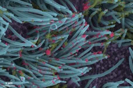 पारंपरिक जापानी नाश्ता कोविड के खिलाफ कारगर