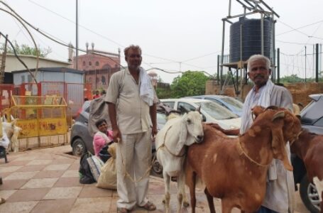 कोविड: बकरीद के चलते सड़कों पर ग्राहक ढूंढते दिखे बिक्रेता, 3 लाख रुपये का बकरा सिर्फ डेढ़ लाख में उपलब्ध