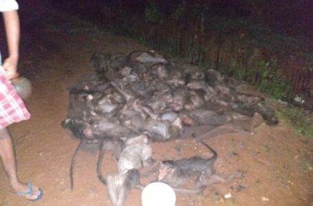 कर्नाटक के हासन में बदमाशों ने 30 बंदरों को मार डाला