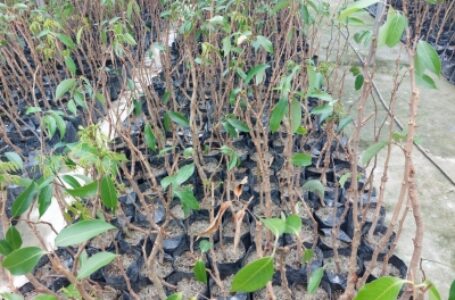 नार्थ ईस्ट और साउथ इंडिया में बढ़ी बिहार के लीची के पौधों की मांग