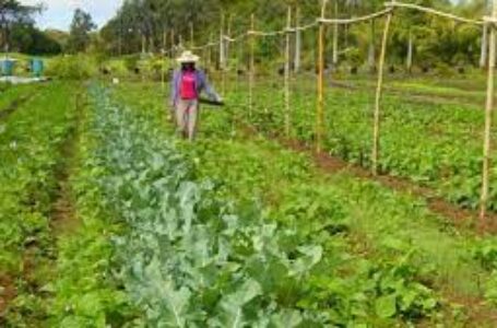 गंगा बेसिन में जैविक समूहों की स्थापना ने बढ़ाई किसानों की आय