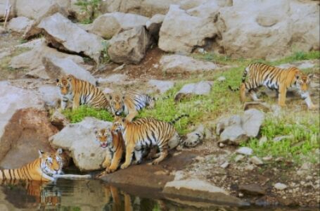 कोरोना के बीच पेंच टाइगर रिजर्व में बीते साल से ज्यादा आए पर्यटक