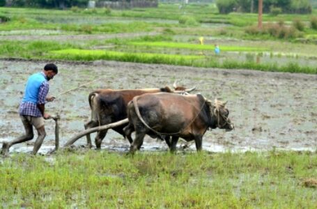 झारखंड के किसानों को नई पहचान देगा ‘बिरसा किसान’