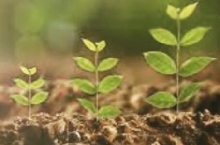 मुआवजे के रूप में नए हवाई अड्डे के आसपास 5 लाख पेड़ लगाए जाएंगे: गोवा सीएम