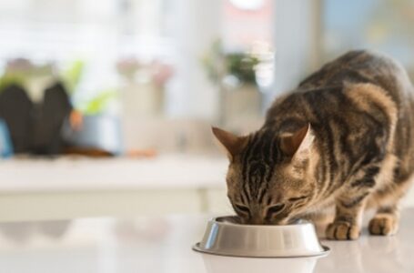 बिल्लियां काम करने के बजाय, मुफ्त भोजन प्राप्त करना पसंद करती हैं:स्टडी
