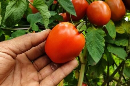 बिहार के किसान अब एप के जरिए से बेच सकेंगे सब्जी