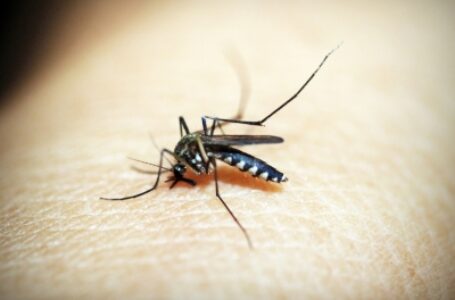 नई दिल्ली : डेंगू के अब तक 55 मामले सामने आए