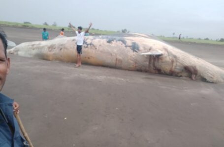 महाराष्ट्र के पालघर में 40 फीट लंबी व्हेल के शव को राख से ढका गया
