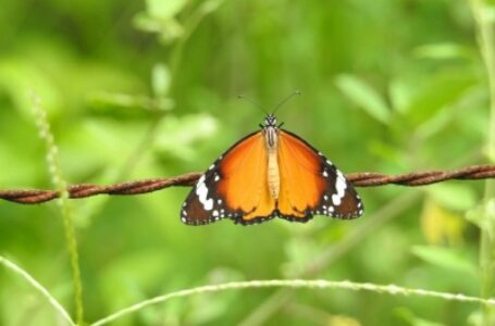 अरावली में तितली का सर्वेक्षण करेगा हरियाणा