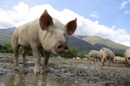 निपाह महामारी को रोकने के लिए सुअर के फार्म को बंद करें: पेटा