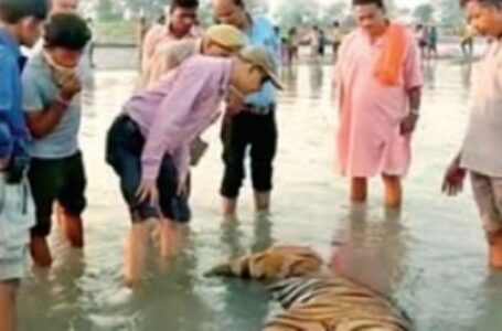 यूपी : नहर में तैरता मिला बाघ का शव