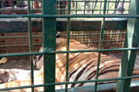 पकड़े गए बाघ को जंगल में छोड़ा जाए: तमिलनाडु भाजपा