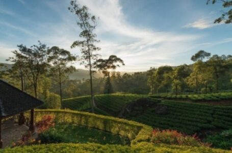 विकास को बढ़ावा देने के लिए मुफ्त चाय के पौधे उपलब्ध कराएगी श्रीलंका सरकार