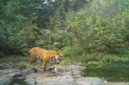 बाढ़ के कारण दुधवा टाइगर रिजर्व के खुलने में हो सकती है देरी