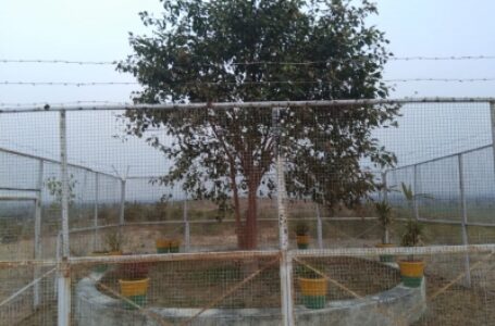 एक पेड़ की सुरक्षा में तैनात रहते हैं गार्ड