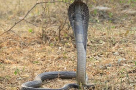 केरल की अदालत ने कोबरा का इस्तेमाल कर पत्नी की हत्या करने वाले को दोषी ठहराया