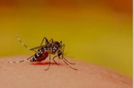 दिल्ली में डेंगू से अब तक 9 लोगों की जान गई, मामलों की संख्या बढ़कर 2,708 हुई