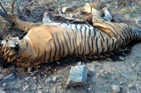 मप्र में एक और बाघ की मौत, मृतक बाघों की संख्या 40 हुई