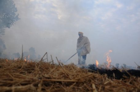 बिहार में फसल अवशेष प्रबंधन से पशुपालकों को उपलब्ध होगा सस्ता चारा