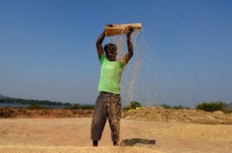 झारखंड में 15 दिसंबर से होगी धान की खरीद, किसानों को 50 प्रतिशत राशि का भुगतान तत्काल मिलेगा