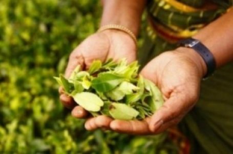 श्रीलंका : चाय निर्यात से 2021 में हुई 1.3 अरब डॉलर की कमाई