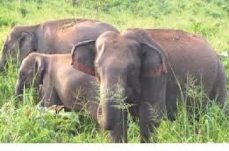 झारखंड में हाथियों की मौत पर अदालत की सख्त टिप्पणी, ‘वन्य प्राणी घटते गए और अफसरों की संख्या बढ़ती गई’