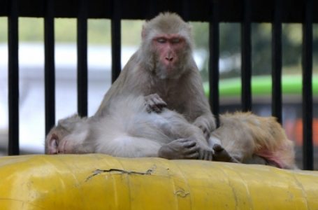 बंदरों को डराने के लिए रेल अधिकारियों ने कानपुर स्टेशन पर लगाए लंगूर के पोस्टर