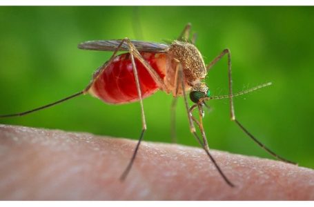 मच्छर जनित बीमारियों को नियंत्रित करने के लिए वैज्ञानिकों ने बनाया ‘खास’ मच्छर
