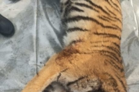 उत्तर प्रदेश के वन क्षेत्र में बाघ का शावक मृत पाया गया
