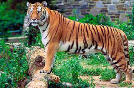 बिहार : वाल्मीकिनगर वन प्रमंडल में बाघ के हमले में किशोर की मौत
