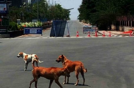 लखनऊ में 7 मृत कुत्तों की पोस्टमार्टम रिपोर्ट बेनतीजा रही