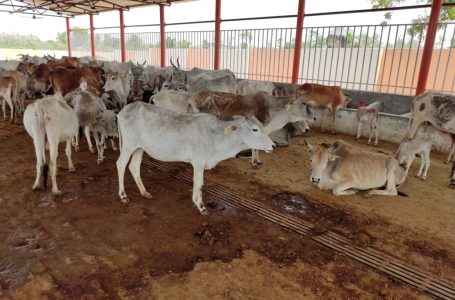 यूपी सीएम ने अमरोहा शेल्टर में 55 गायों की मौत के दिए जांच के आदेश