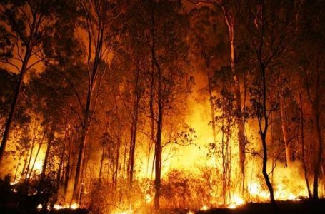 रूस में जंगल में लगी भयानक आग, 3 दिनों में 110,000 हेक्टेयर भूमि जली