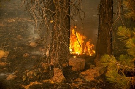 कैलिफोर्निया के जंगलों में भीषण आग लगने से 2 की मौत, 1 घायल