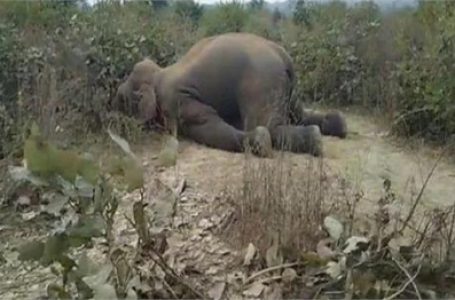 झारखंड में हाथियों और इंसानों के संघर्ष में आठ महीने में 55 लोगों और 10 हाथियों की मौत