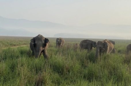 कर्नाटक: हाथियों को रोकने के लिए किसान खोद रहे 20 फुट गहरी खाई