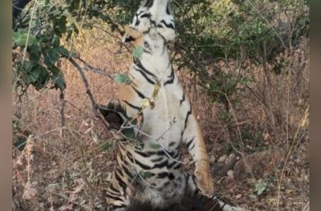 शिकारियों ने बाघ की हत्या की, फंदे से लटका मिला   शव