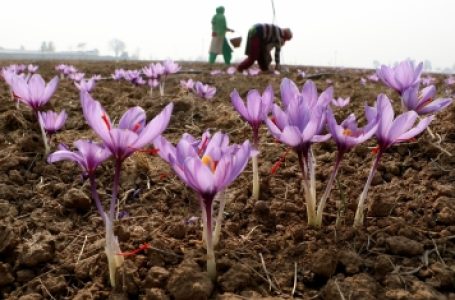 व्यावसायिक फूलों की खेती को बढ़ावा देने के लिए 39 करोड़ रुपये की परियोजना को मंजूरी