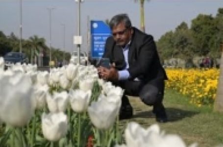 ट्यूलिप के पौधों की महक और खूबसूरती से और आकर्षक हुआ दिल्ली का शांति पथ