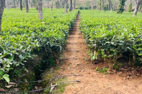 ‘जलवायु परिवर्तन, ग्लोबल वार्मिग ने असम में चाय बागान को प्रभावित किया’