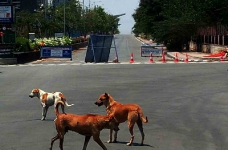 हैदराबाद में 5.5 लाख आवारा कुत्ते, खतरे की जांच के लिए पहुंचे अधिकारी
