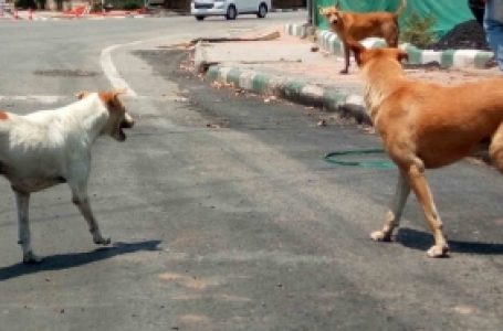 बिहार के मुजफ्फरपुर में 24 घंटे में कुत्तों के काटने के 150 मामले