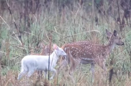 यूपी के वन्यजीव अभयारण्य में दुर्लभ अल्बिनो फॉन देखा गया