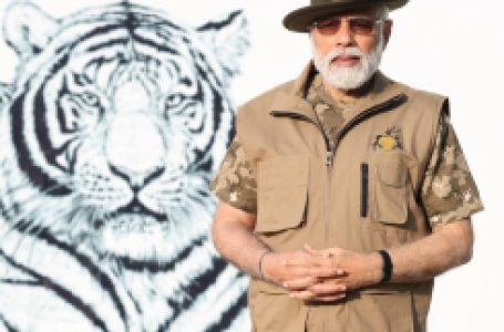 देश में बाघों की संख्या 2018 में 2,967 से अब 3,167 हो गई