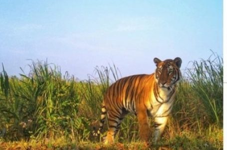 यूपी के सुहेलवा में पहली बार बाघ की उपस्थिति दिखाई दी