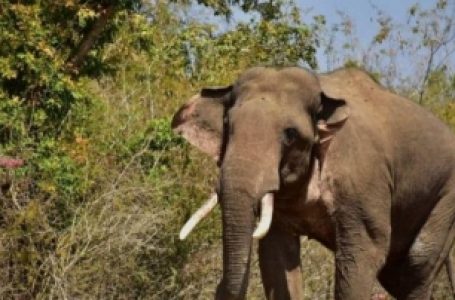 जंगली हाथी ‘अरीकोम्बन’ इन दिनों कन्याकुमारी के जंगलों में