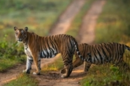 चित्रकूट के रानीपुर टाइगर रिजर्व को ‘ईको टूरिज्म’ हब बनाने की पहल