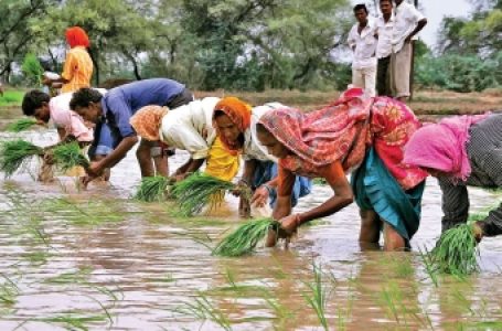 जुलाई में अच्छी बारिश होने से बुवाई की स्थिति पिछले साल से बेहतर : रिपोर्ट