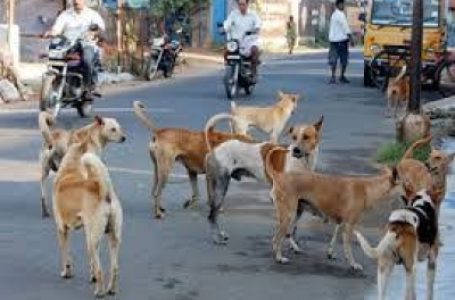 नोएडा: स्ट्रीट डॉग्स का सर्वे और शेल्टर निर्माण की तैयारी, प्रशासन ने दिए आदेश